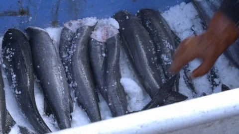 Close up of fishes lined up in freeze box with ice, United States Stock Footage 138892953