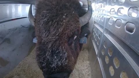 Close Fisheye View of Bison in Holding Cage Turning Towards Camera 库存影片 332445202