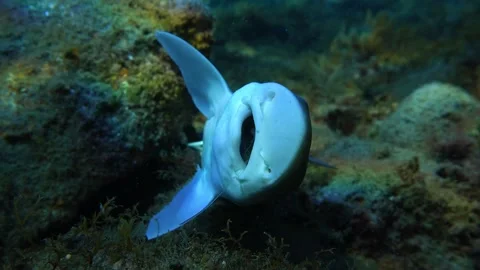 Close-up of Fishing Hook Inside Shark Mouth Video stock 332684325
