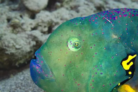 Close up of a fishs eye Stock Photos