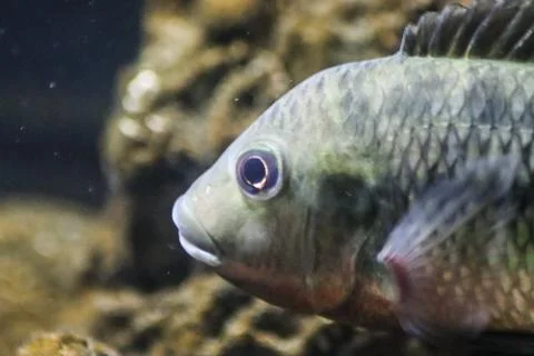 Close up of a Fish's Watch Stock-Fotos