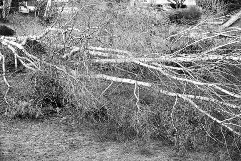 Close up of five big birch trees are downed in garden after strong tornado an Stock Photos