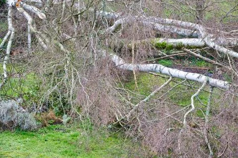 Close up of five big birch trees are downed in garden after strong tornado an Stock Photos