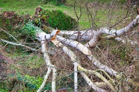 Close up of five big birch trees are downed in garden after strong tornado an Stock Photos