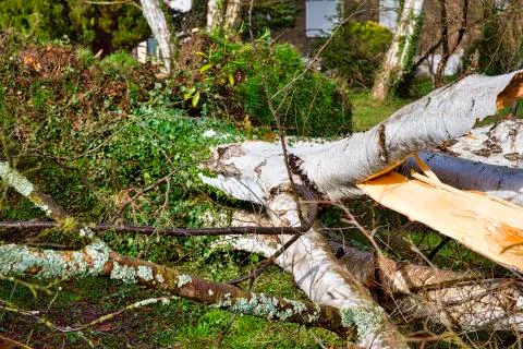 Close up of five big birch trees are downed in garden after strong tornado an Stock Photos