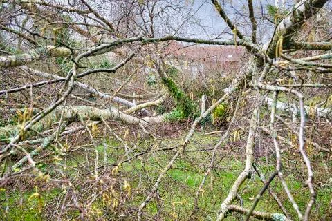 Close up of five big birch trees are downed in garden after strong tornado an Stock Photos