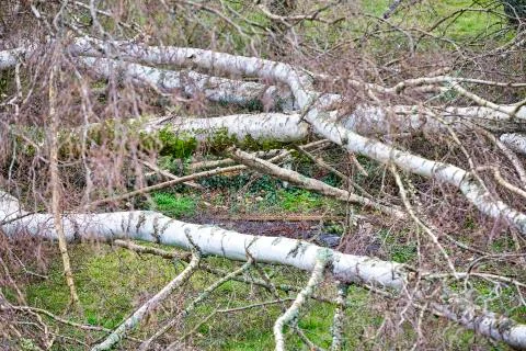 Close up of five big birch trees are downed in garden after strong tornado an Stock Photos
