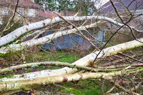 Close up of five big birch trees are downed in garden after strong tornado an Stock Photos