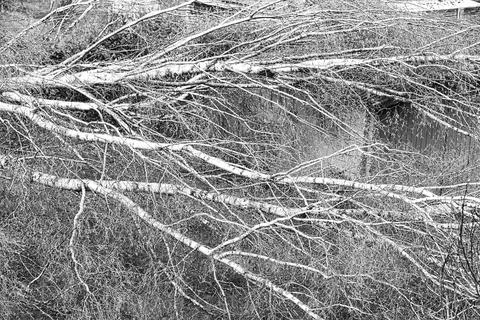 Close up of five big birch trees are downed in garden after strong tornado .. 스톡 사진