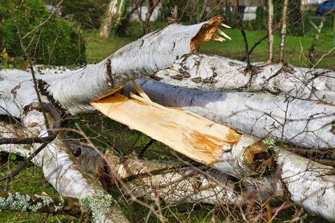 Close up of five big birch trees are downed in garden after strong tornado .. Stock Photos