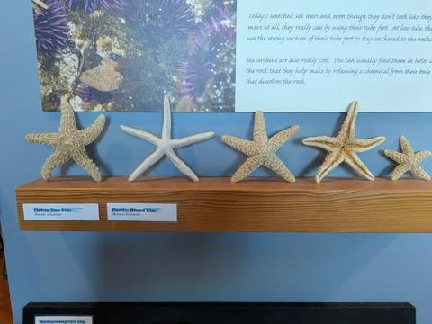 Close-up of five displayed starfish varieties Stock Photos