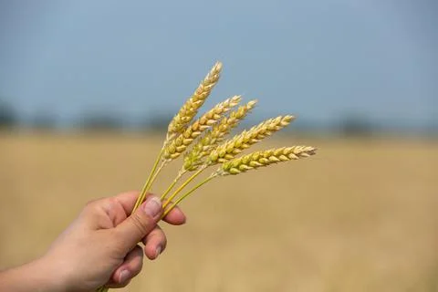 Close-up of five ears of wheat in hands on blurred background Foto stock
