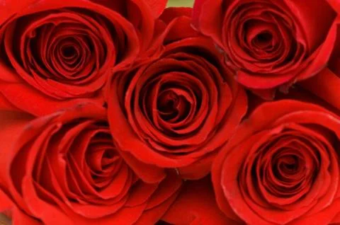 Close up of the five red roses Stock Photos