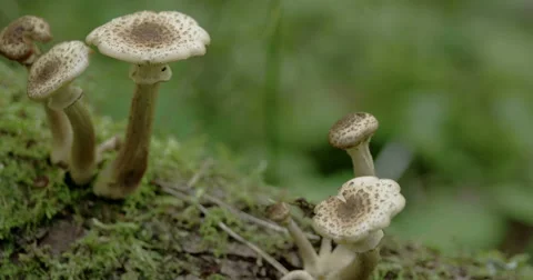 Close up of the five sprouting mushroom on the trunk fs700 odyssey 7q 4k Stock Footage 40784590