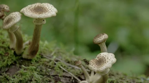 Close up of the five sprouting mushroom on the trunk ,fs700 odyssey 7q Stock Footage 41224127