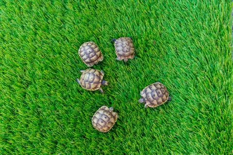 Close up of five young hermann turtles on a synthetic grass Foto stock