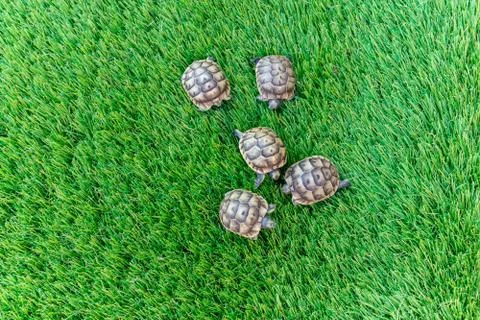 Close up of five young hermann turtles on a synthetic grass Stock Photos