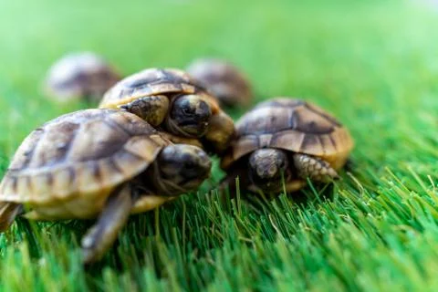 Close up of five young hermann turtles on a synthetic grass Stock Photos