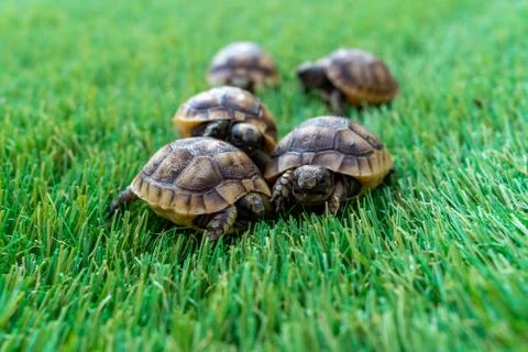 Close up of five young hermann turtles on a synthetic grass Stock Photos