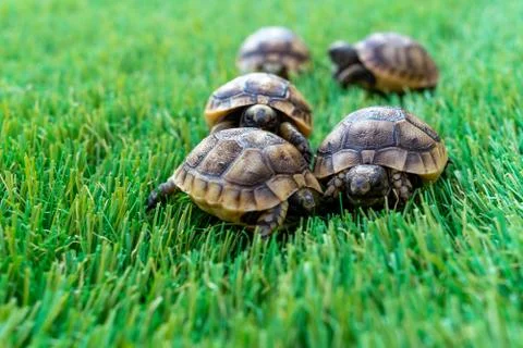 Close up of five young hermann turtles on a synthetic grass Stock Photos