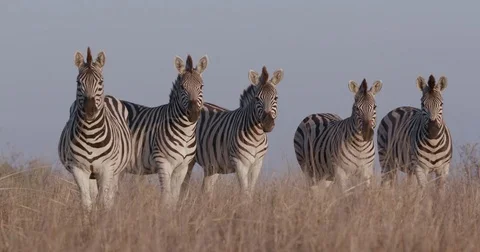 Close-up of five zebras standing and grazing in the Makgadikgadi grasslands, Stock Footage 85247149