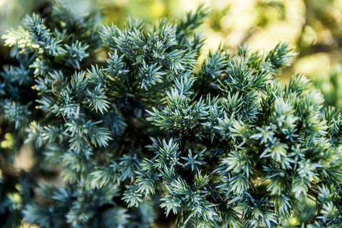 Close-up of flacky juniper (juniperus squamata) Stock Photos