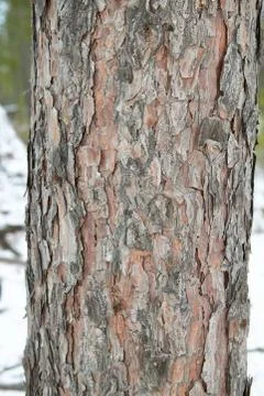 Close up of flaky conifer pine bark and tree trunk Stock Photos
