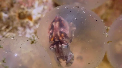 Close-up Flamboyant Cuttlefish embryo in egg 動画素材 72251071