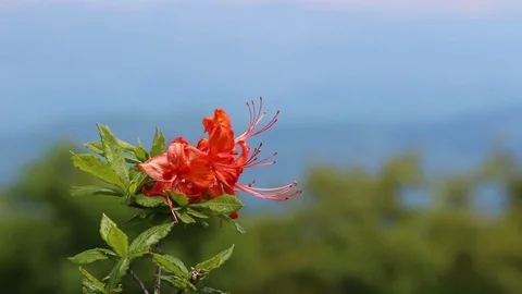 Close up of Flame Azaleas on a mountain side in North Carolina. Vídeos de archivo 76845157