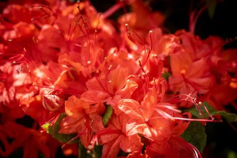 Close Up of Flame Azaleas 库存照片