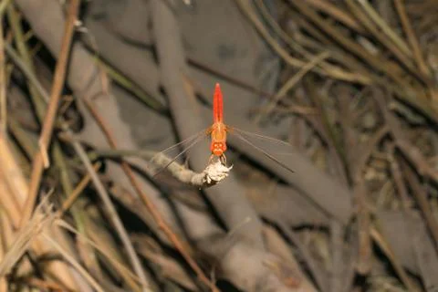 Close up of flame skimmer dragon fly sitting on a dried  branch with blurred Stock Photos