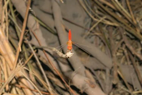 Close up of flame skimmer dragon fly sitting on a dried  branch Stock Photos