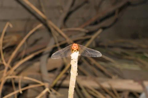 Close up of flame skimmer dragon fly sitting on a dried  branch Stock Photos