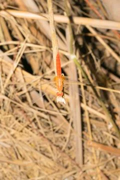 Close up of flame skimmer dragon fly sitting on a dried  branch Stock Photos