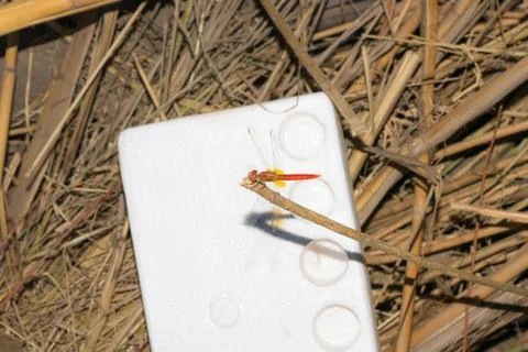 Close up of flame skimmer dragon fly sitting on a dried  branch with blurred Stock Photos