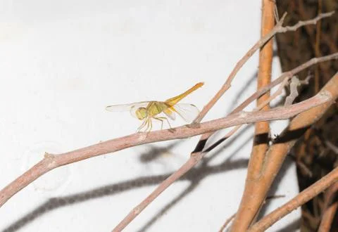 Close up of flame skimmer dragon fly sitting on a dried  branch Stock Photos