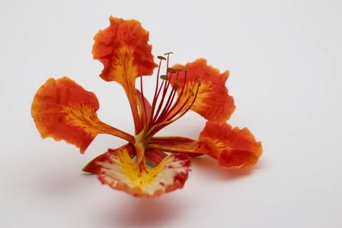 Close up Flame Tree flower on white background Stock Photos