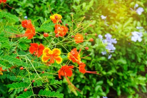 Close up the Flame Tree or Royal Poinciana flower in garden Stock Photos