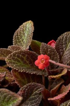 Close-up of flame violet or silver inch plant with red flower Stock Photos