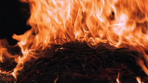 Close up of flames and glowing trees and plants Video stock 38355195