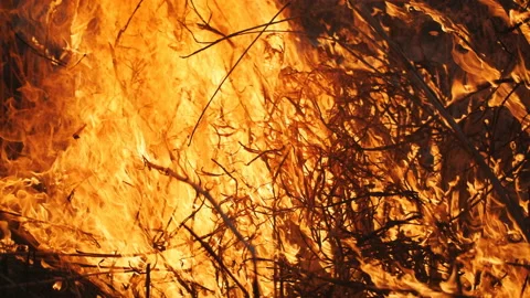 Close Up Of Flames From Burning Dry Plants Video stock 104569006