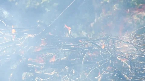 Close-up, flames from fire. bonfire, logs are on fire, sparks fly Stock Footage 275810123