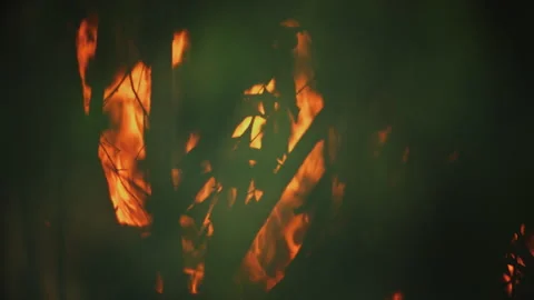 Close-up of flames spreading through dense vegetation in the southern Amazon Stock Footage 340294981