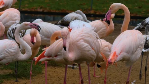 Close up of flamingo arguing  Stock Footage 121841085