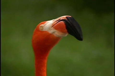 Close Up of a Flamingo Bird Video stock 141771