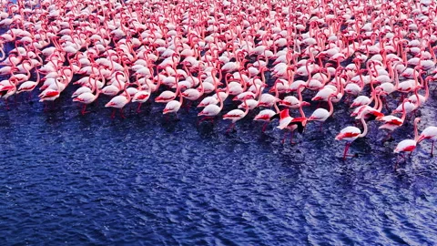 Close up of flamingo flock spreading wings in water, Bulgaria Stock Footage 340406433