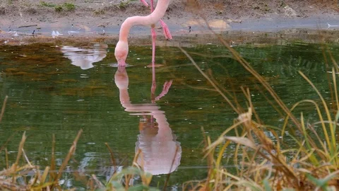 Close up of flamingo Stock Footage 121833838