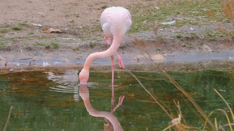 Close up of flamingo Stock Footage 121835100