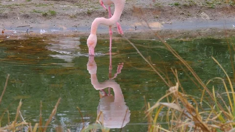 Close up of flamingo Stock Footage 121835105