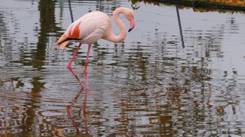 Close up of flamingo Stock Footage 121835478